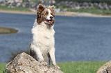 BORDER COLLIE 706